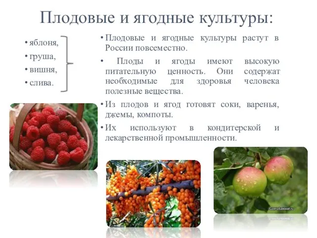 Плодовые и ягодные культуры: яблоня, груша, вишня, слива. Плодовые и ягодные культуры