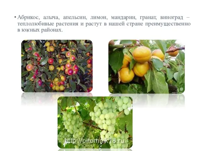 Абрикос, алыча, апельсин, лимон, мандарин, гранат, виноград – теплолюбивые растения и растут