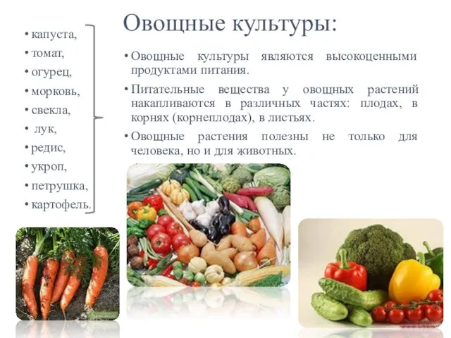Овощные культуры: капуста, томат, огурец, морковь, свекла, лук, редис, укроп, петрушка, картофель.