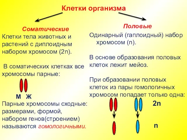 Клетки организма Соматические Клетки тела животных и растений с диплоидным набором хромосом