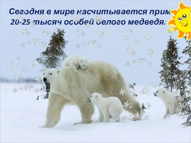 Сегодня в мире насчитывается примерно 20-25 тысяч особей белого медведя.