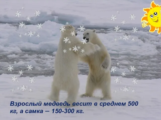 Взрослый медведь весит в среднем 500 кг, а самка — 150-300 кг.