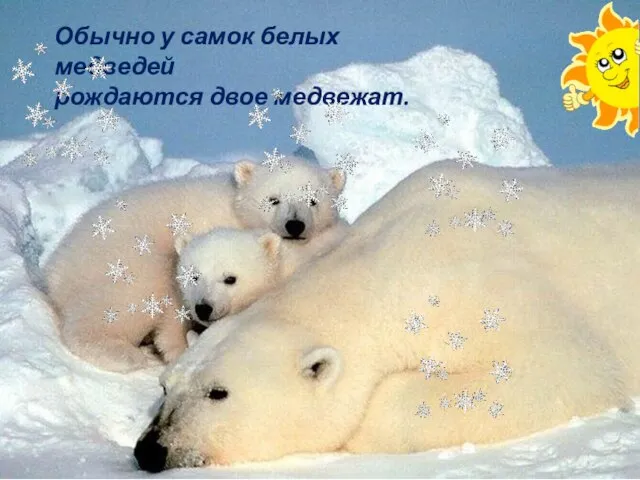 Обычно у самок белых медведей рождаются двое медвежат.