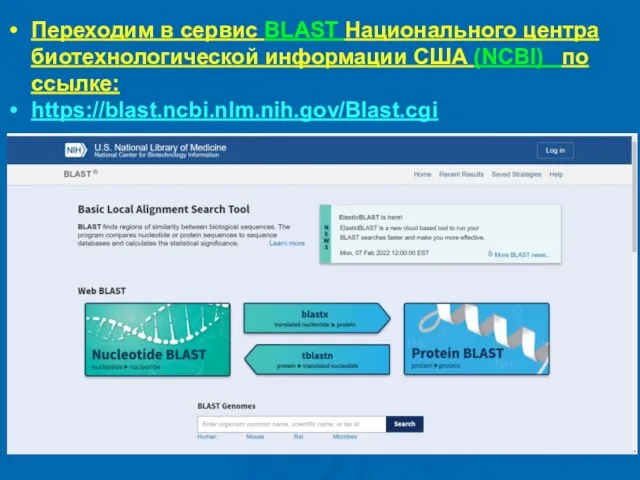 Переходим в сервис BLAST Национального центра биотехнологической информации США (NCBI) по ссылке: https://blast.ncbi.nlm.nih.gov/Blast.cgi