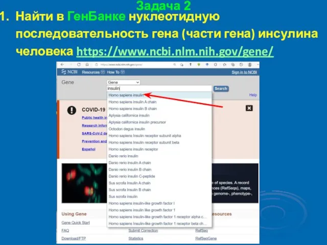 Задача 2 Найти в ГенБанке нуклеотидную последовательность гена (части гена) инсулина человека https://www.ncbi.nlm.nih.gov/gene/