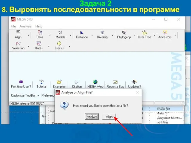 Задача 2 8. Выровнять последовательности в программе MEGA5