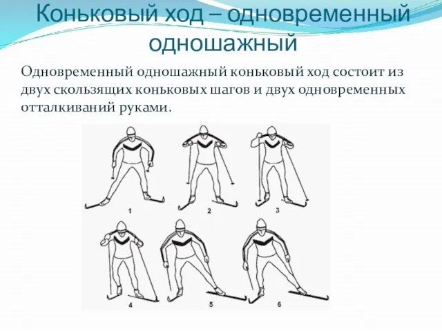 Коньковый ход – одновременный одношажный Одновременный одношажный коньковый ход состоит из двух