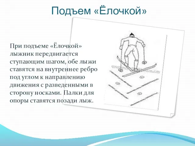 Подъем «Ёлочкой» При подъеме «Ёлочкой» лыжник передвигается ступающим шагом, обе лыжи ставятся