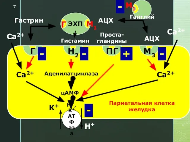 Г Н2 ПГ М3 Аденилатциклаза цАМФ Н+,К+ АТФ аза Са2+ Са2+ Са2+