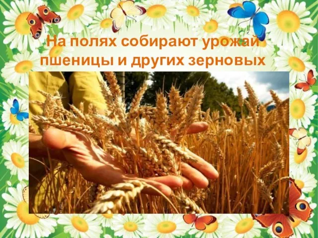 На полях собирают урожай пшеницы и других зерновых культур