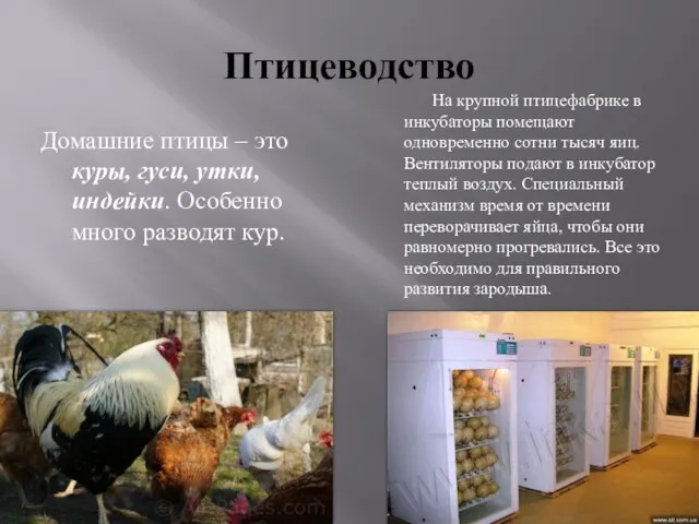 Птицеводство Домашние птицы – это куры, гуси, утки, индейки. Особенно много разводят