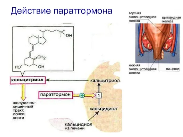 Действие паратгормона