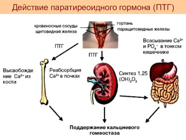 Действие паратиреоидного гормона (ПТГ)