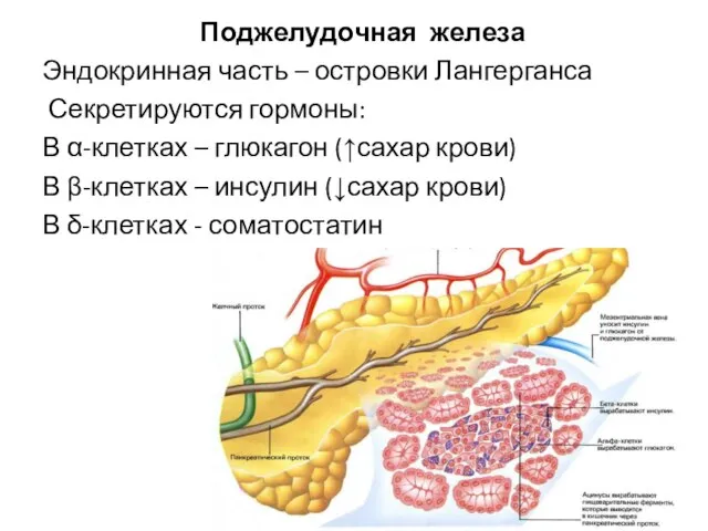 Поджелудочная железа Эндокринная часть – островки Лангерганса Секретируются гормоны: В α-клетках –