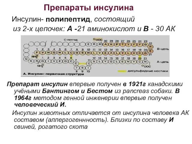 Препараты инсулина Инсулин- полипептид, состоящий из 2-х цепочек: А -21 аминокислот и