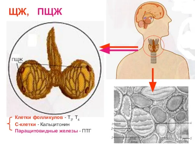 ЩЖ, ПЩЖ ПЩЖ Клетки фолликулов - Т3, Т4 С-клетки - Кальцитонин Паращитовидные железы - ПТГ