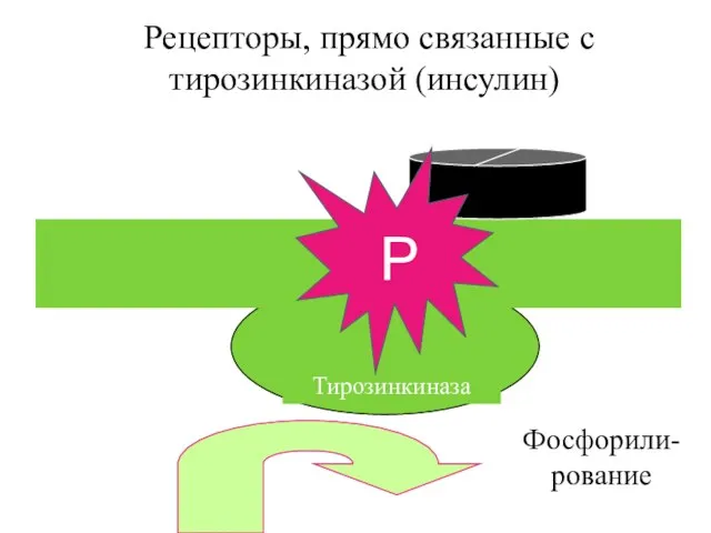 Рецепторы, прямо связанные с тирозинкиназой (инсулин) Тирозинкиназа Фосфорили-рование Р