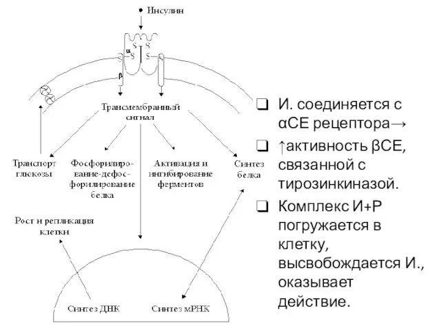 И. соединяется с αСЕ рецептора→ ↑активность βСЕ, связанной с тирозинкиназой. Комплекс И+Р