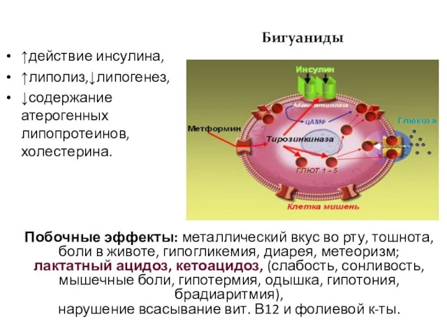 Побочные эффекты: металлический вкус во рту, тошнота, боли в животе, гипогликемия, диарея,