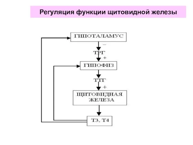 Регуляция функции щитовидной железы