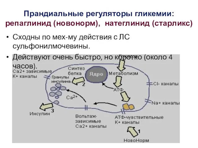 Прандиальные регуляторы гликемии: репаглинид (новонорм), натеглинид (старликс) Сходны по мех-му действия с