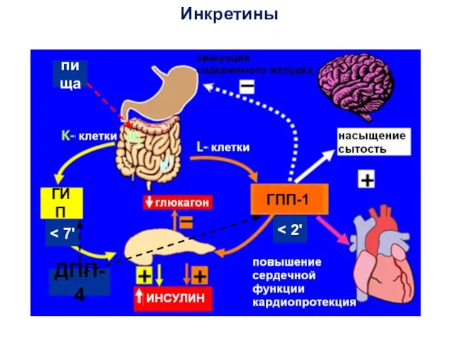 Инкретины ГПП-1 ГИП пища ДПП-4