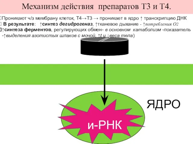 Механизм действия препаратов Т3 и Т4. и-РНК ЯДРО Проникают ч/з мембрану клеток,