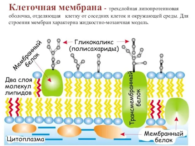 Клеточная мембрана - трехслойная липопротеиновая оболочка, отделяющая клетку от соседних клеток и