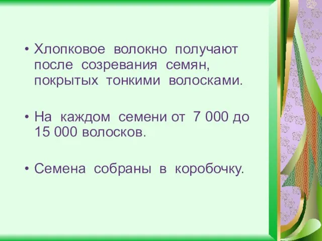 Хлопковое волокно получают после созревания семян, покрытых тонкими волосками. На каждом семени