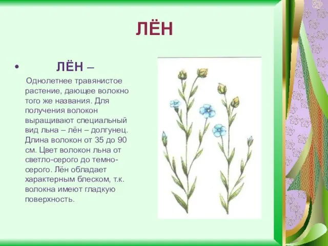 ЛЁН ЛЁН – Однолетнее травянистое растение, дающее волокно того же названия. Для