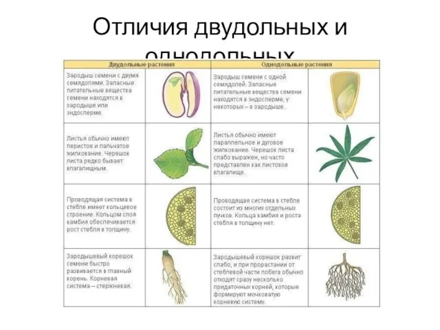 Отличия двудольных и однодольных