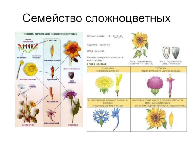 Семейство сложноцветных