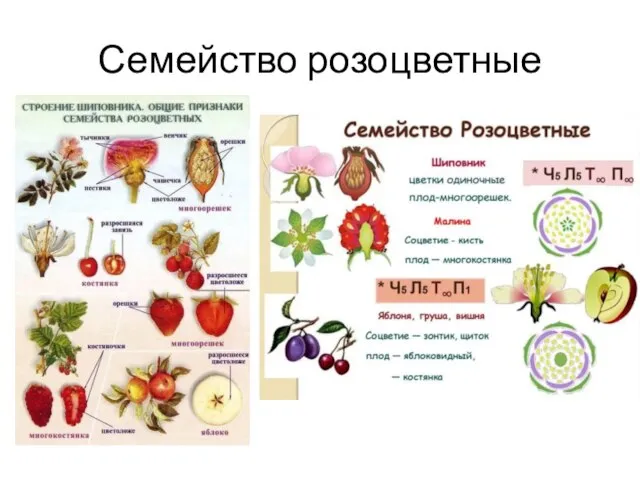 Семейство розоцветные