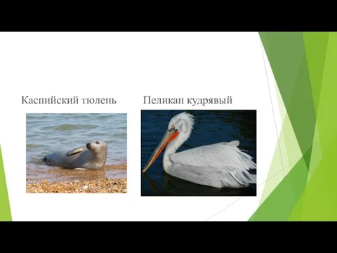 Каспийский тюлень Пеликан кудрявый