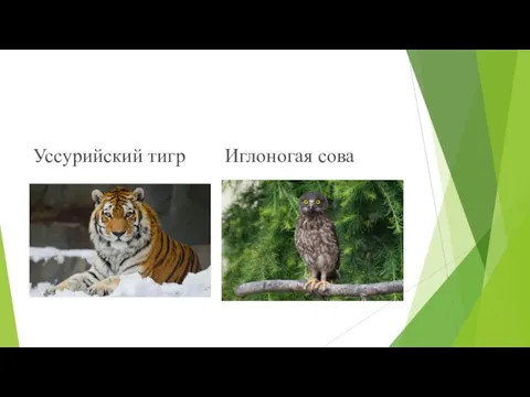 Уссурийский тигр Иглоногая сова