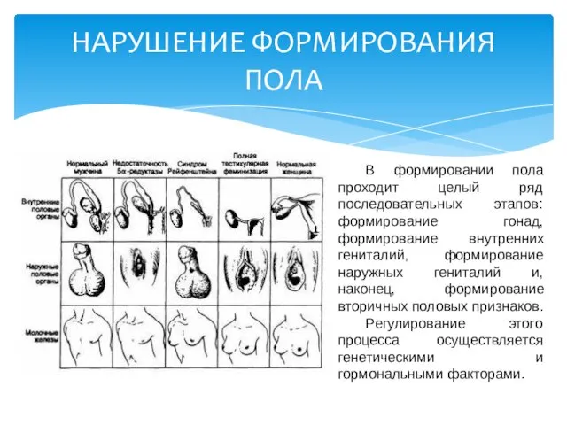 НАРУШЕНИЕ ФОРМИРОВАНИЯ ПОЛА В формировании пола проходит целый ряд последовательных этапов: формирование