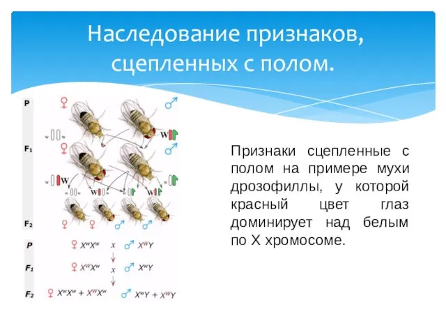 Наследование признаков, сцепленных с полом. Признаки сцепленные с полом на примере мухи