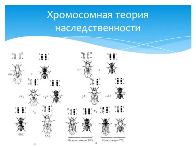 Хромосомная теория наследственности