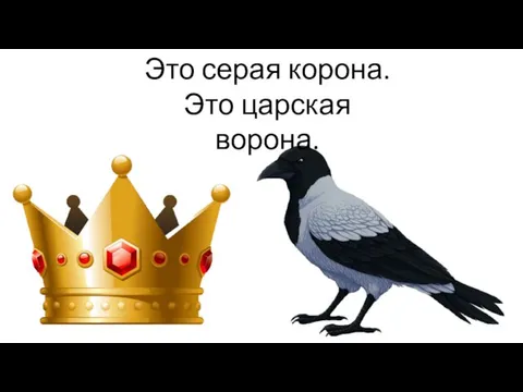 Это серая корона. Это царская ворона.