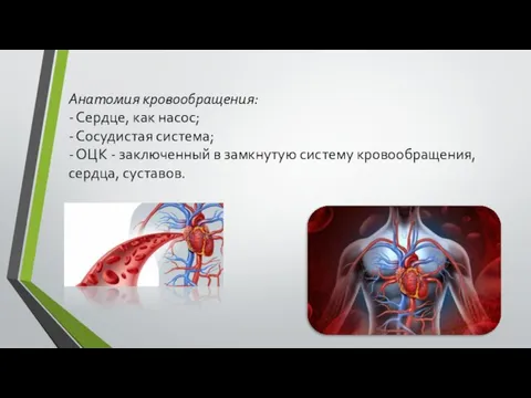 Анатомия кровообращения: - Сердце, как насос; - Сосудистая система; - ОЦК -