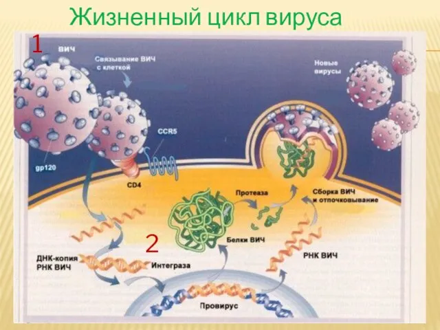 Жизненный цикл вируса 1 2