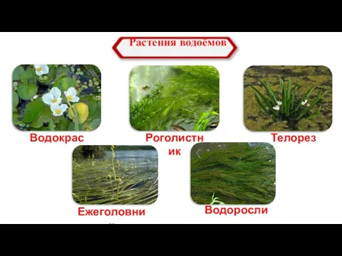 Растения водоёмов Водокрас Роголистник Ежеголовник Телорез Водоросли