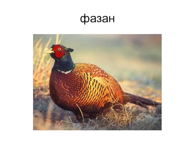 фазан