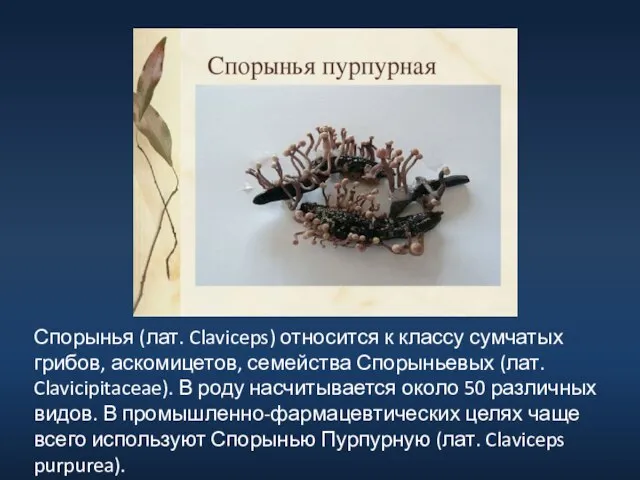 Спорынья (лат. Claviceps) относится к классу сумчатых грибов, аскомицетов, семейства Спорыньевых (лат.