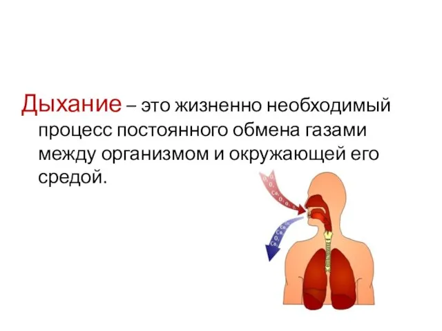 Дыхание – это жизненно необходимый процесс постоянного обмена газами между организмом и окружающей его средой.