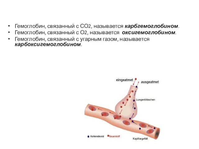 Гемоглобин, связанный с СО2, называется карбгемоглобином. Гемоглобин, связанный с О2, называется оксигемоглобином.