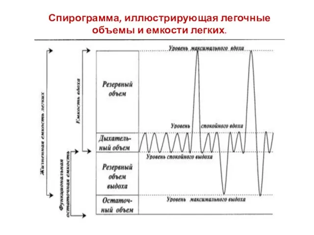 Спирограмма, иллюстрирующая легочные объемы и емкости легких.