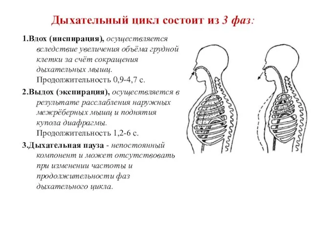 Дыхательный цикл состоит из 3 фаз: 1.Вдох (инспирация), осуществляется вследствие увеличения объёма