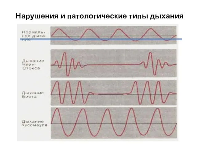 Нарушения и патологические типы дыхания