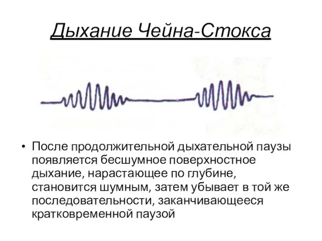 Дыхание Чейна-Стокса После продолжительной дыхательной паузы появляется бесшумное поверхностное дыхание, нарастающее по